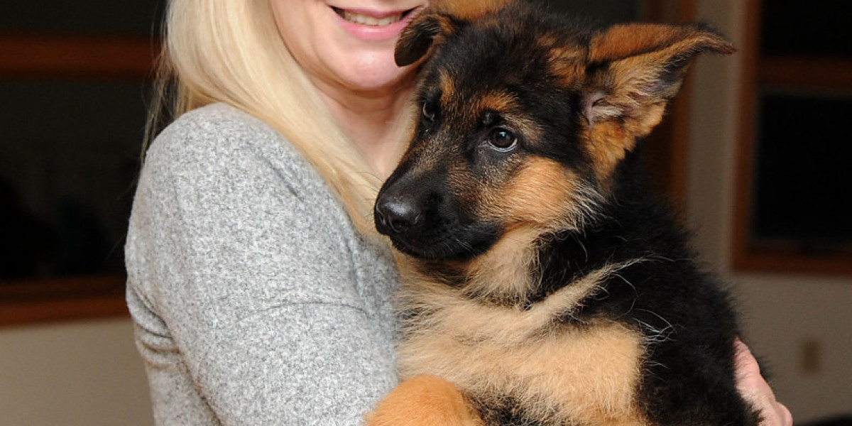 20 Great Tweets Of All Time Concerning Purebred German Shepherd