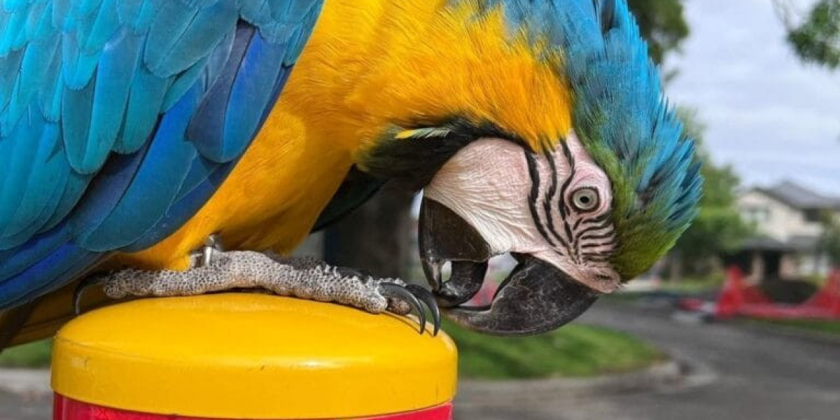 The Joy and Responsibility of Owning a Macaw: A Comprehensive Guide